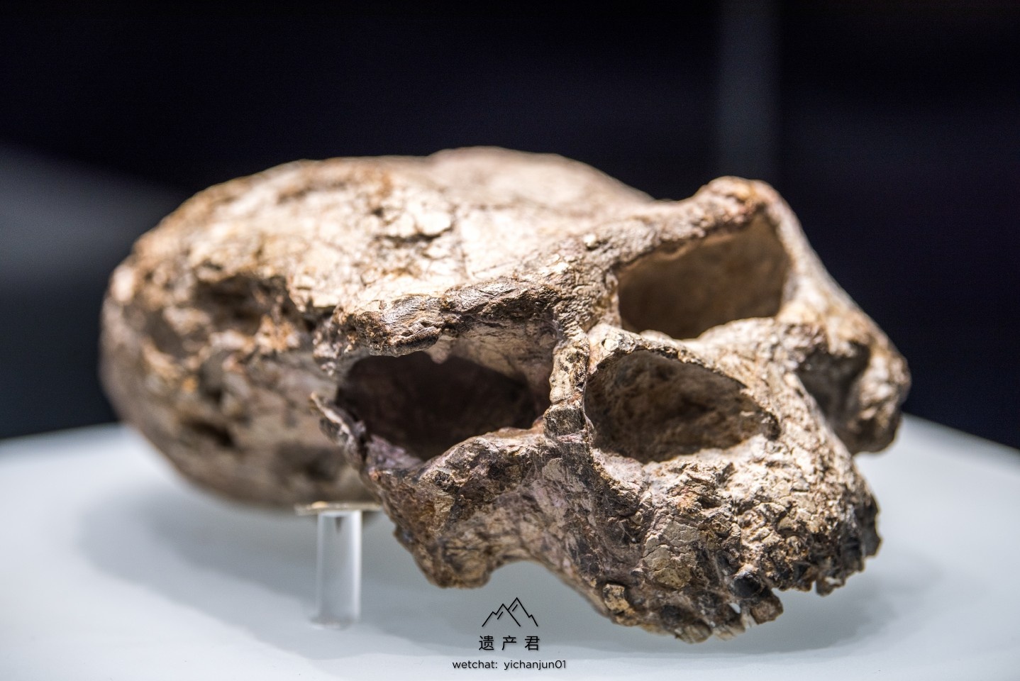 湖北省博物馆藏郧县人头骨化石正面特写_1