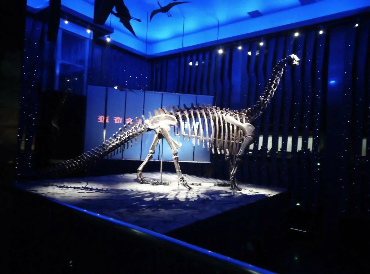 内蒙古博物院展陈的查干诺尔龙化石全貌_1