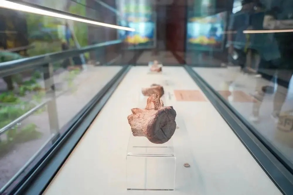 云南省博物馆展出的许氏禄丰龙化石完整骨架_1