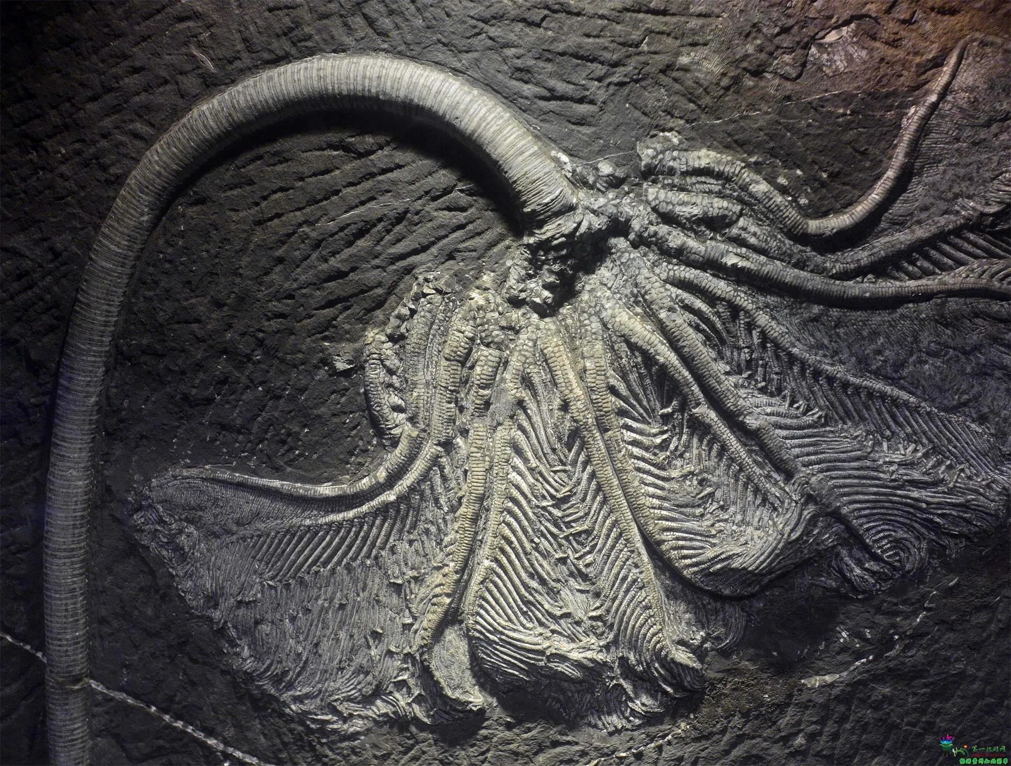 关岭创孔海百合化石展现完整茎腕结构_1