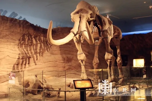 黑龙江省博物馆展出的松花江猛犸象化石骨架全景_1