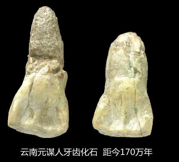 云南省博物馆展出的元谋人门齿化石实物_1