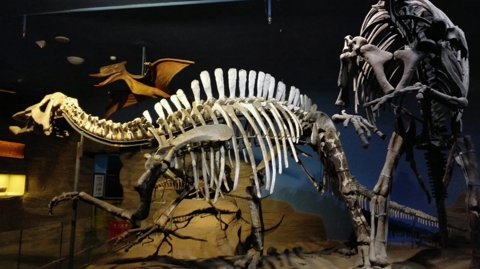 黑龙江省博物馆展出的黑龙江满洲龙化石完整骨架_1