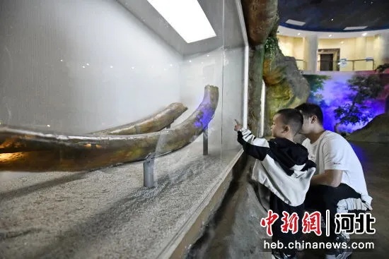 迁安市博物馆古菱齿象门齿化石展出_1