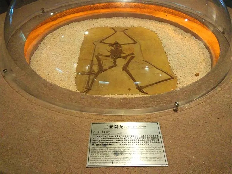 三亚自然博物馆翼龙化石陈列于玻璃展柜中_1