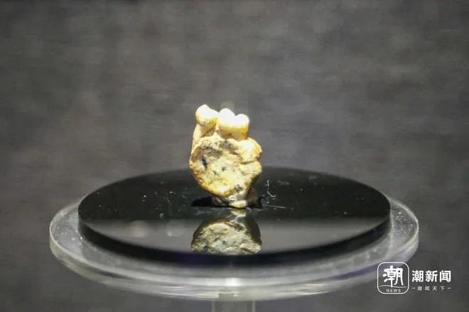 巫山人左下颌骨化石静置于黑色展台_2