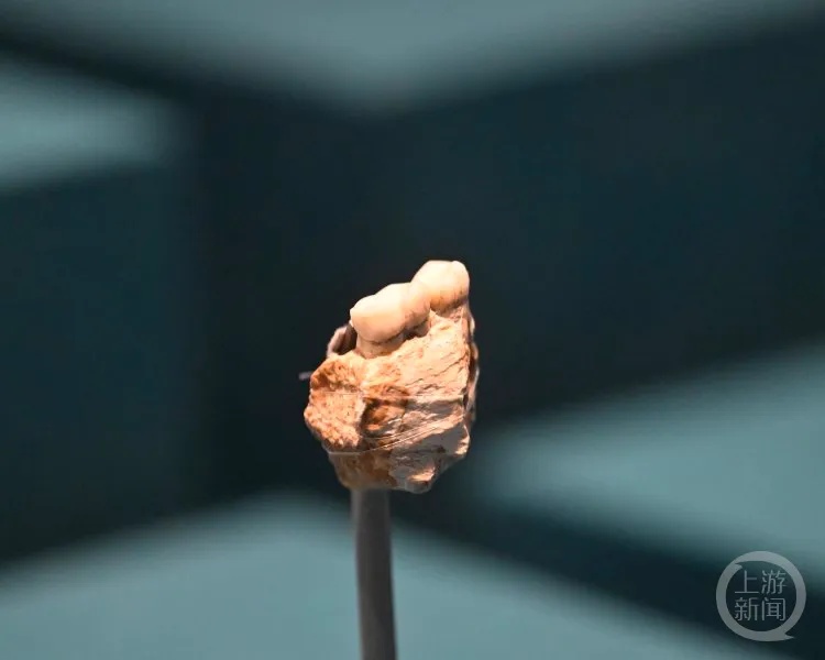 巫山人左下颌骨化石带牙呈现在展台上_1