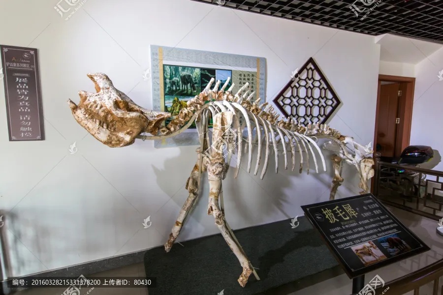 披毛犀化石骨架在展厅内的立体展示_2