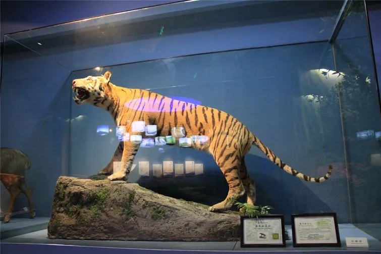 浙江自然博物院华南虎标本张口展示威猛姿态_1