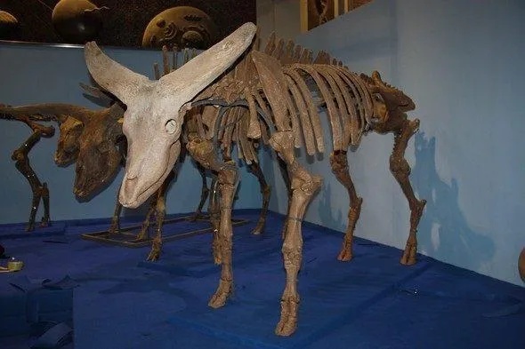 黑龙江省博物馆展陈的披毛犀化石骨架全景_1