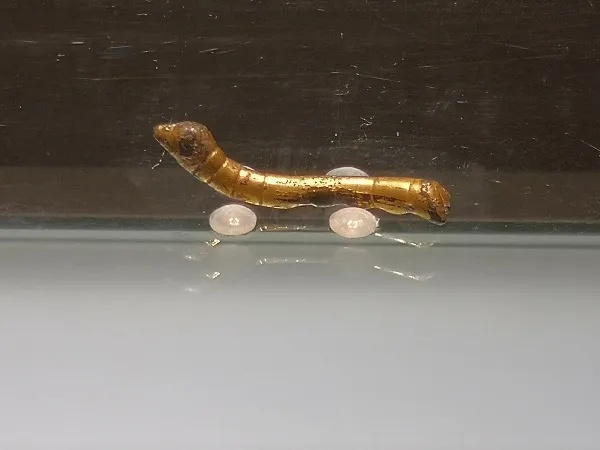 陕西历史博物馆藏汉代鎏金铜蚕正面特写_1