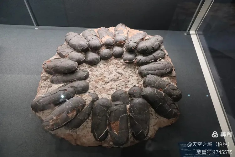 田猎龟甲局部刻痕展示甲骨文细节_2