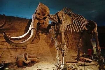 松花江猛犸象化石骨架在展厅中的整体陈列_2