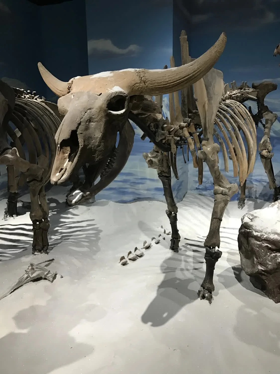 吉林省自然博物馆原始牛骨架化石展陈全景_1