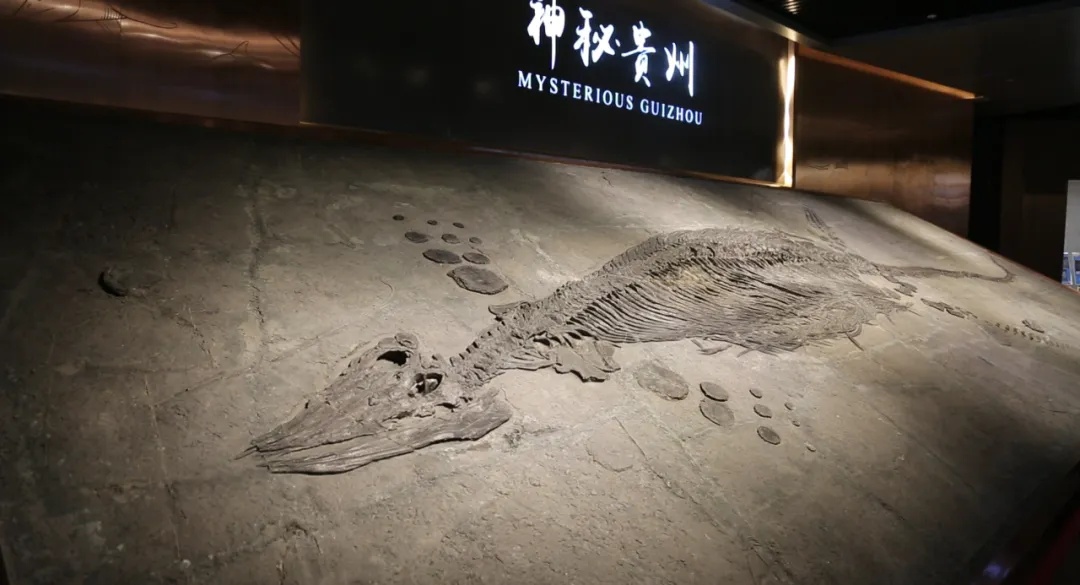 贵州省地质博物馆展出的梁氏关岭鱼龙化石_1